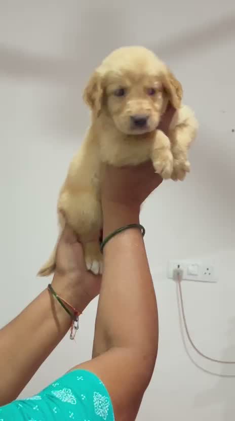 Golden Retriever, farm video