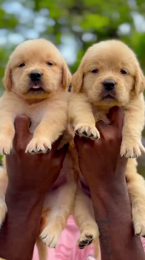 Golden Retriever, farm video