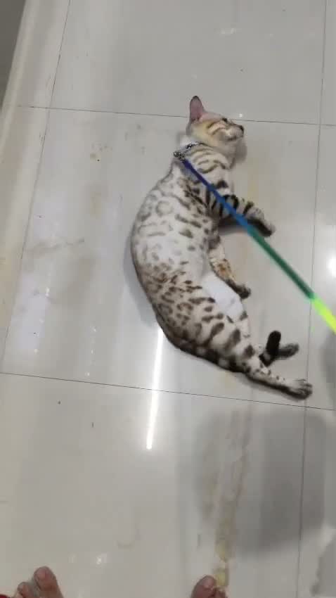 Bengal Kitten, farm video