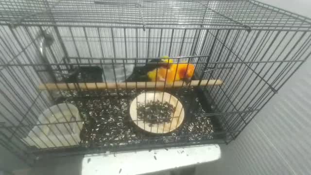 Sun Conure, farm video