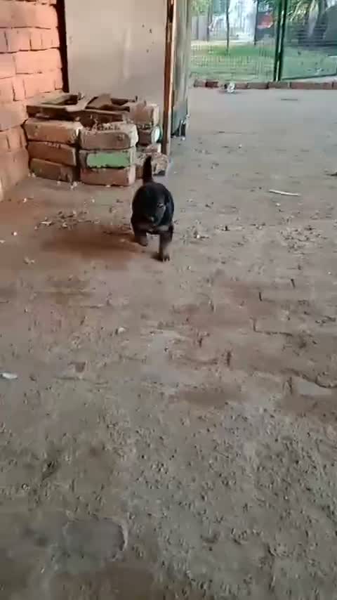 German Shepherd Puppy, farm video