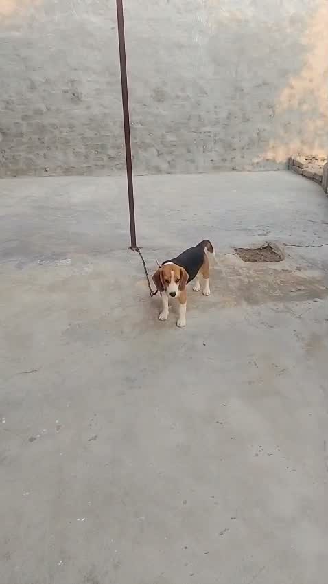 Beagle Black & Tan Puppy, farm video