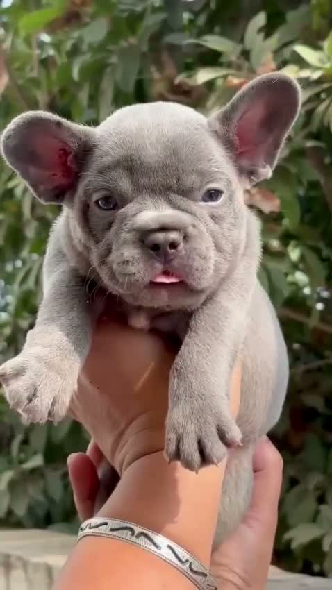 French Bulldog Puppy, farm video