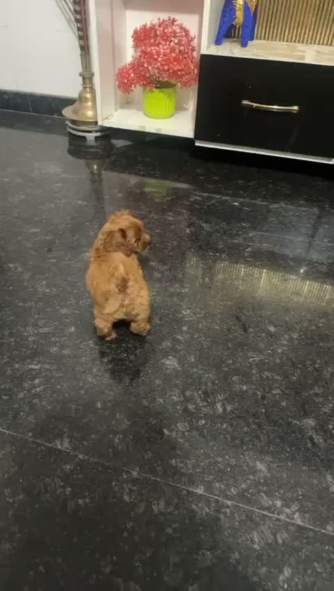 Toy Poodle Puppy, farm video