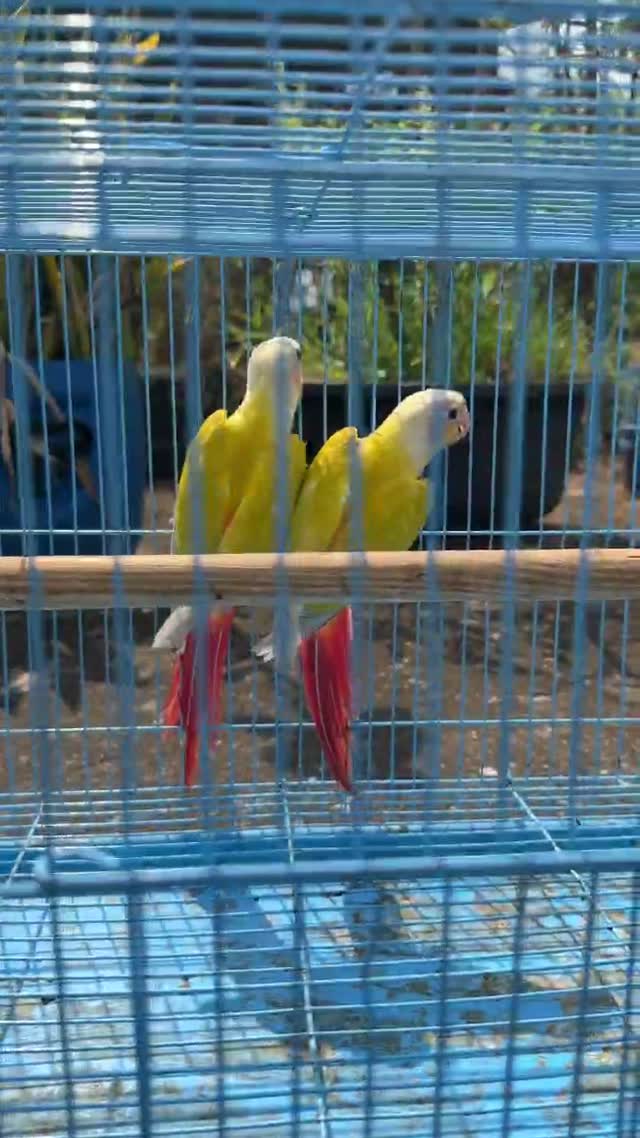 Small Cheek Conure, farm video