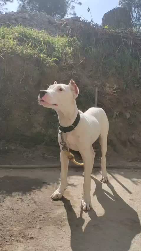 Dogo Argentino Puppy, farm video
