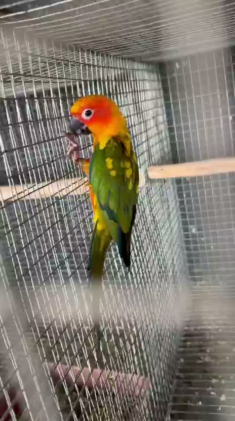 Sun Conure, farm video