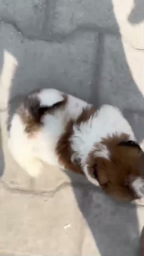 Shih Tzu | Black Color, farm video