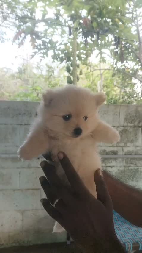 Dachshund Puppy | Brown & Tan, farm video