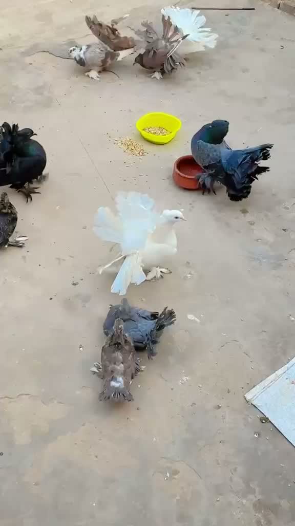 Satin Pigeon, farm video