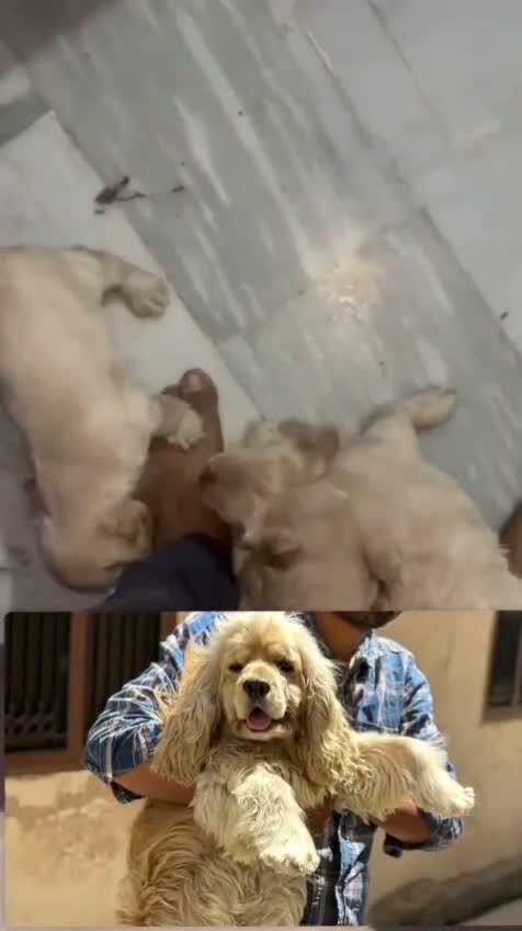 Dachshund Puppy | Brown & Tan, farm video