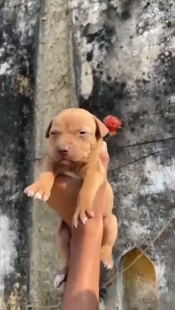 Dachshund Puppy | Brown & Tan, farm video