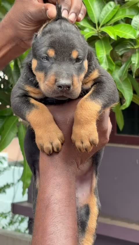 Doberman Pinscher Puppy, farm video