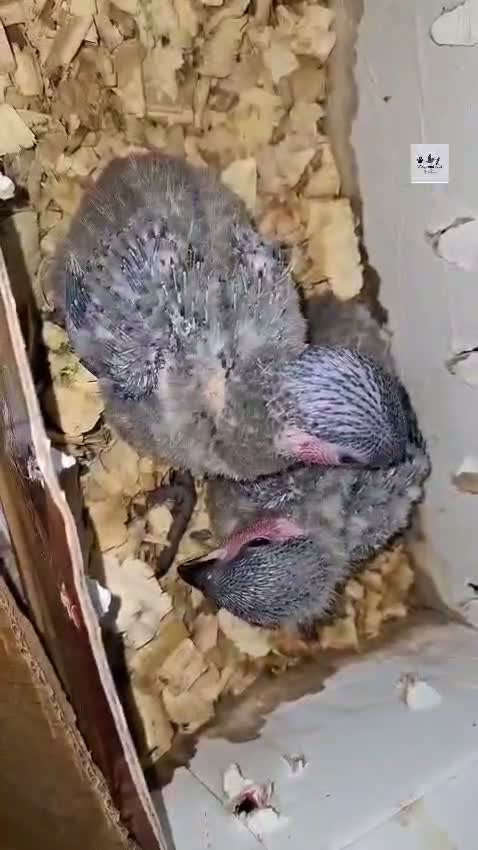 Black Capped Conure, farm video
