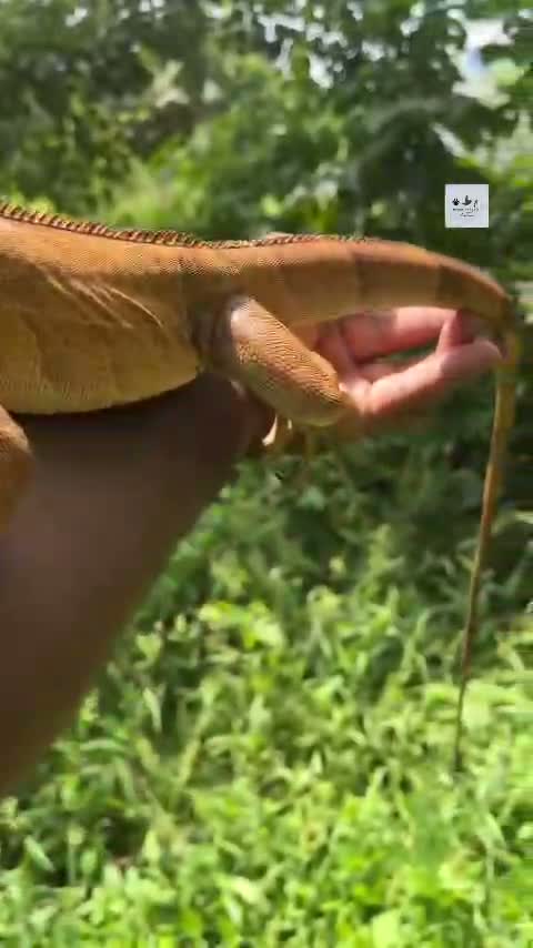 Iguana, farm video