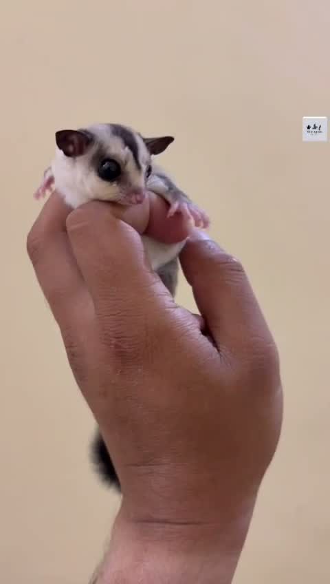 Sugar Glider | Grey, farm video