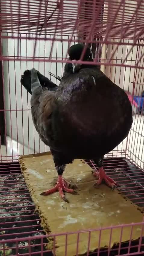 Satin Pigeon, farm video