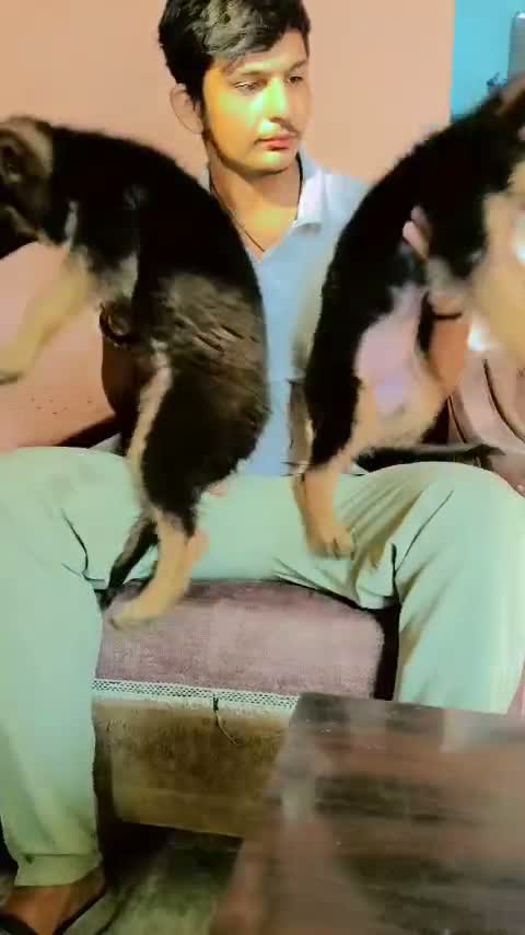 German Shepherd Puppy, farm video