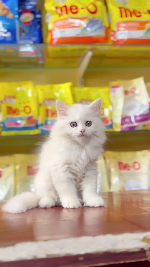 Persian, farm video