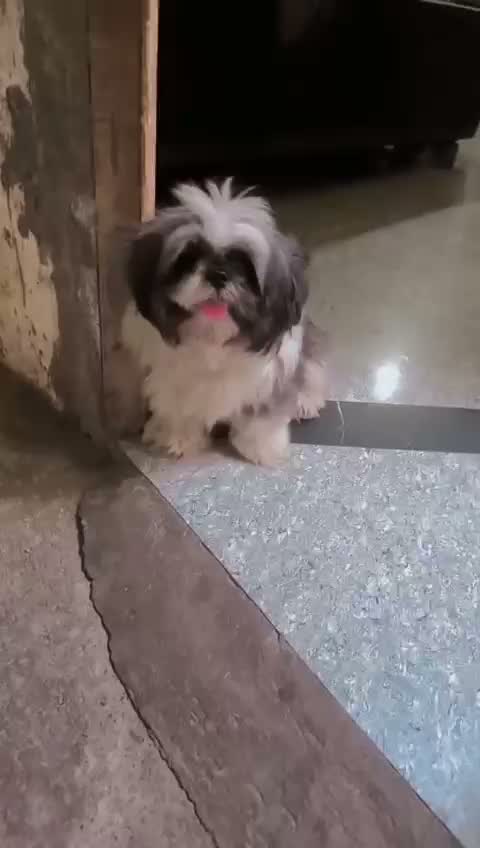 Shih Tzu | Black Color, farm video