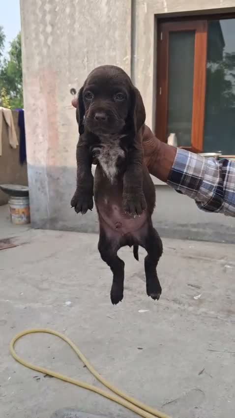 Pointer Puppy, farm video