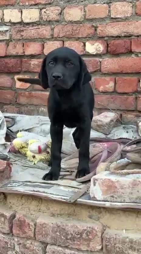 Beagle Black & Tan Puppy, farm video