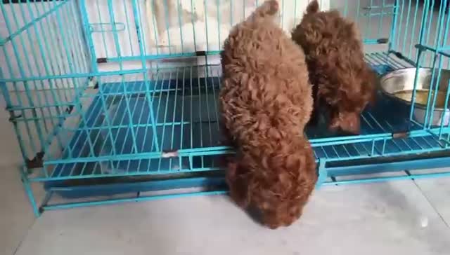 Standard Poodle Puppy | White, farm video