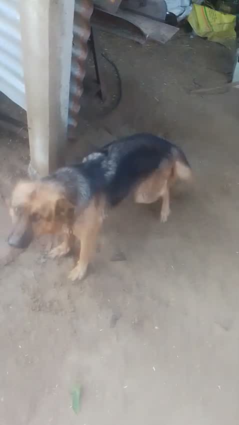 Dachshund Puppy | Brown, farm video