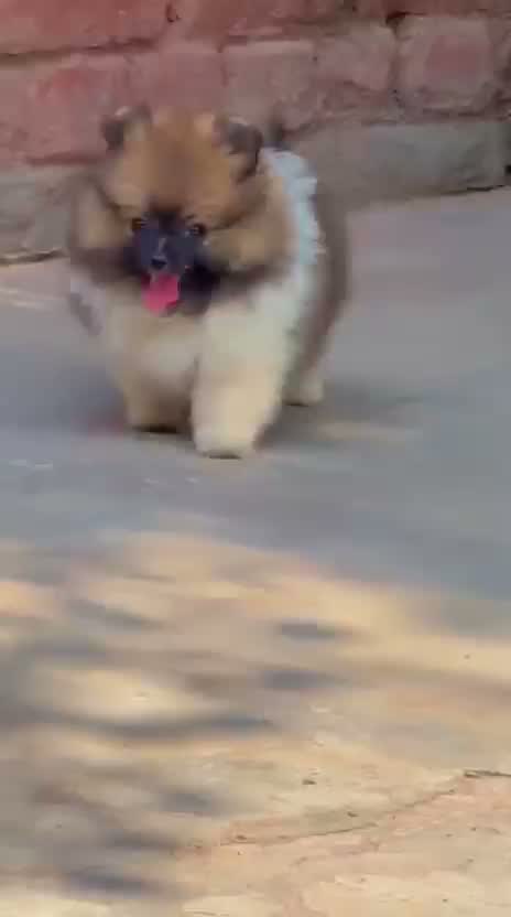 Toy Poodle Puppy, farm video