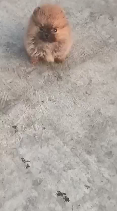 Toy Poodle Puppy, farm video