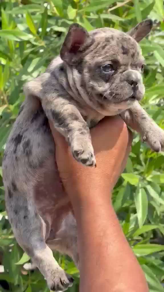 Dachshund Puppy | Brown & Tan, farm video