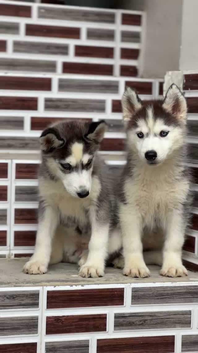 Siberian Husky Puppy | Black & White Color, farm video
