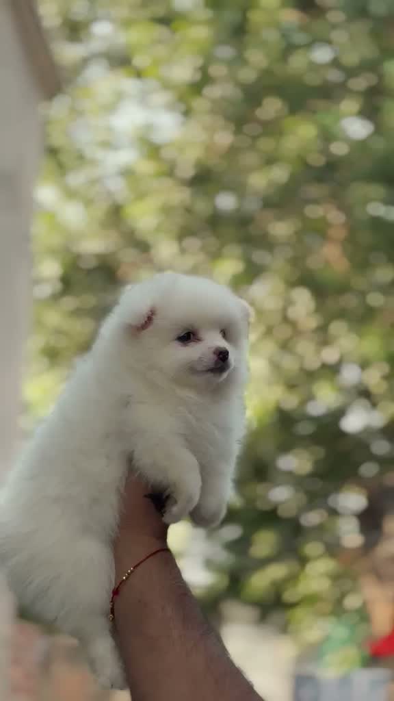 Culture Toy Pom Puppy | White, farm video