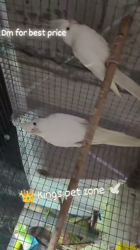 Cockatiel, farm video