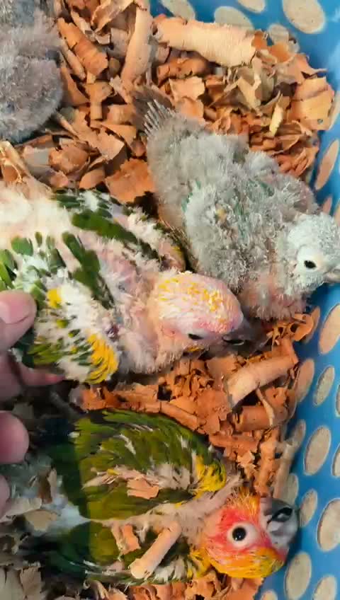 Sun Conure, farm video