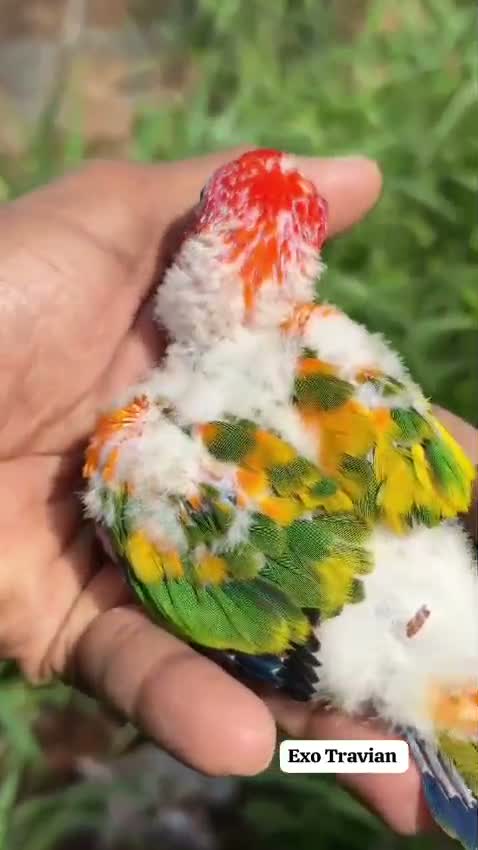 Sun Conure, farm video