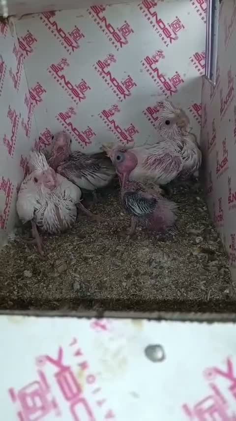 Cockatiel | Pied, farm video