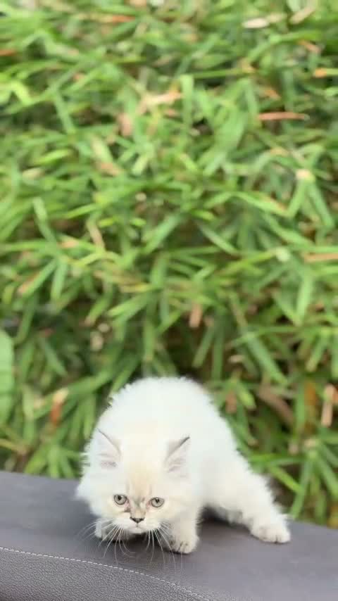 Himalayan Kittens, farm video