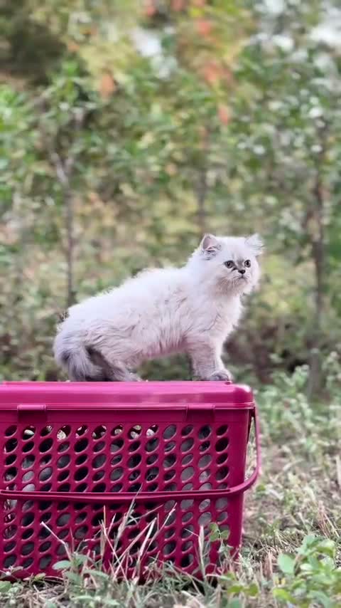 Himalayan Kittens, farm video