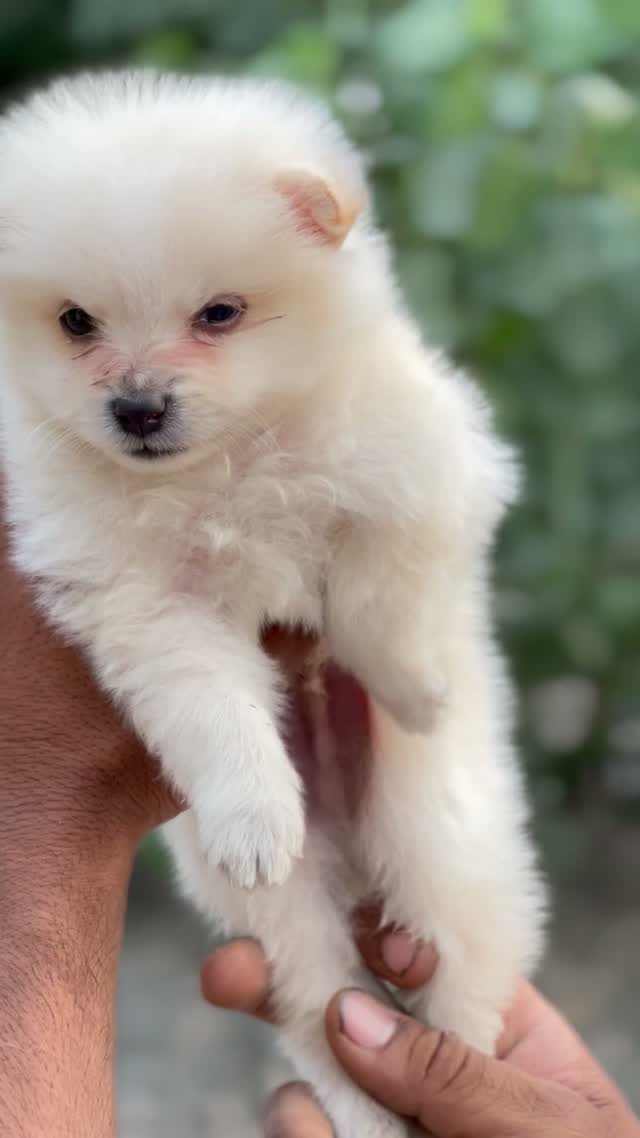 Pomeranian Puppy, farm video
