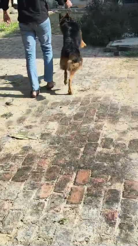 German Shepherd Puppy, farm video