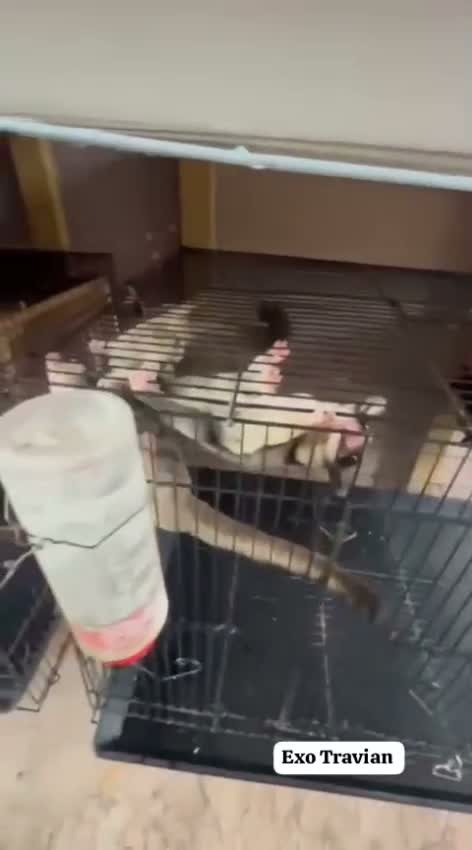 Sugar Glider | Grey, farm video