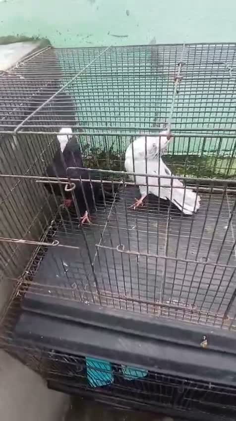 Homer Pigeon, farm video