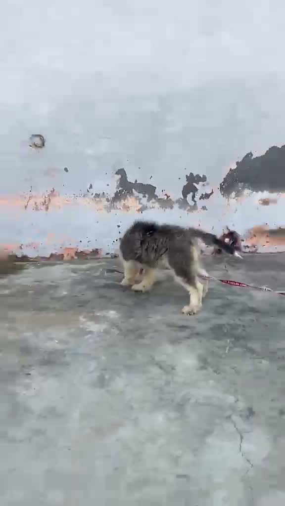 Siberian Husky Puppy | Black & White Color, farm video
