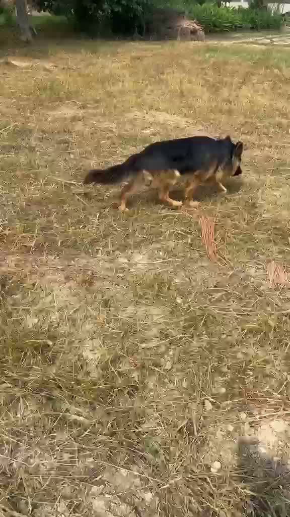German Shepherd Puppy, farm video