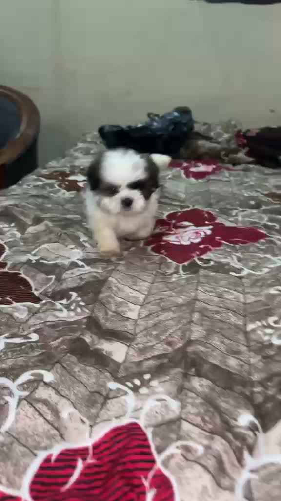 Shih Tzu | Black Color, farm video
