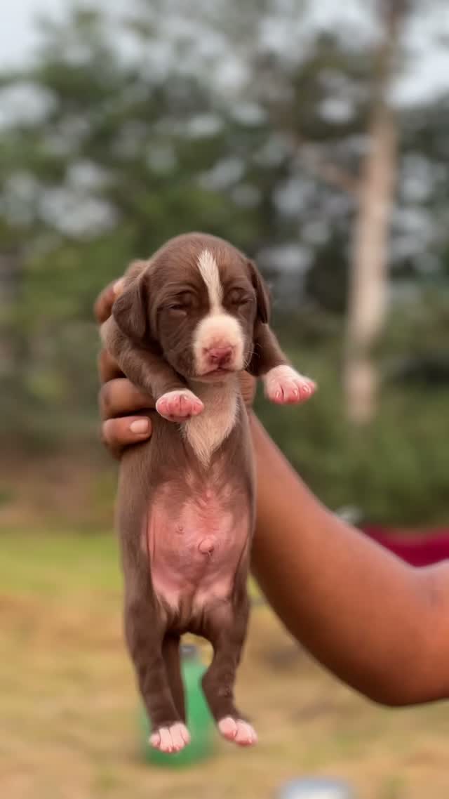 Pointer Puppy, farm video