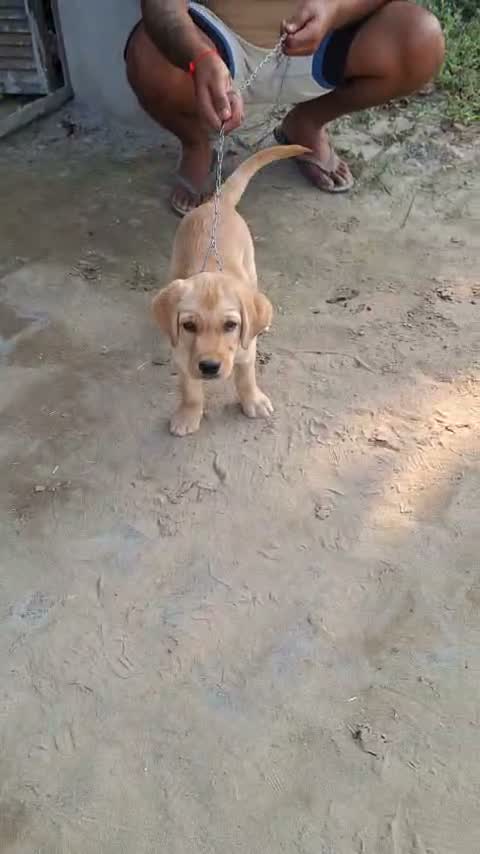 Beagle Black & Tan Puppy, farm video