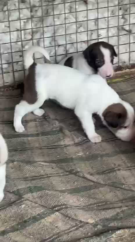 American Bully Pocket Size Puppy, farm video