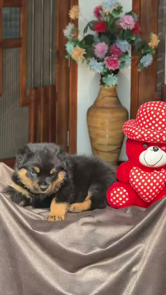 Rottweiler Puppy, farm video